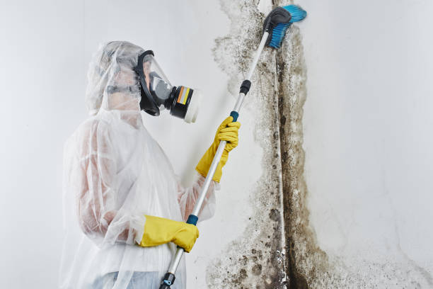 Best Office Mold Removal Services  in Inverness, CO