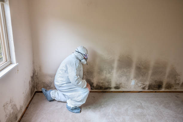 Best Black Mold Removal  in Inverness, CO