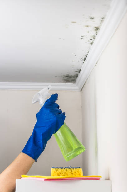 Best Certified Mold Removal  in Inverness, CO